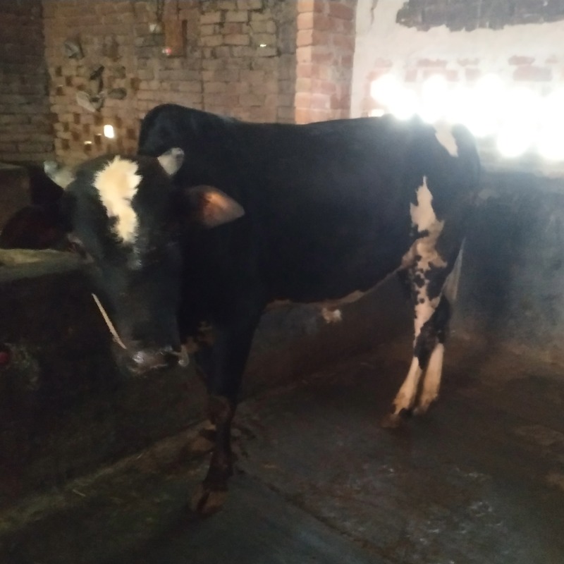 রাসেল এগ্রো ফার্ম (সদরপুর, মিরপুর, কুষ্টিয়া)