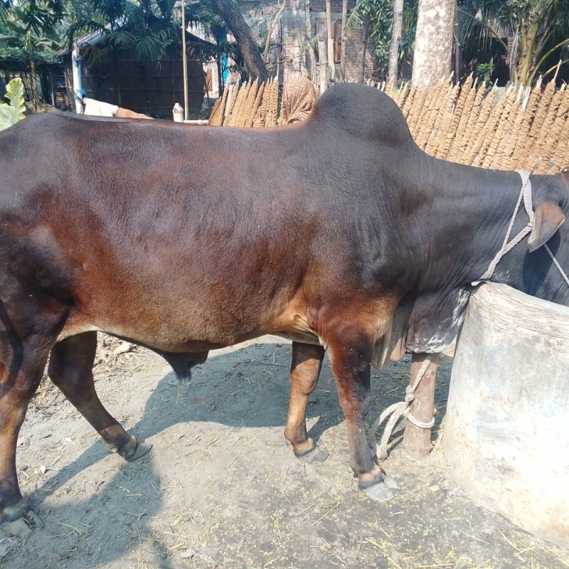 লালন মোটাতাজা গরুর খামার (সদরপুর, মিরপুর