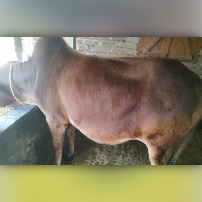 লিংকন এগ্রো ফার্ম (সদরপুর