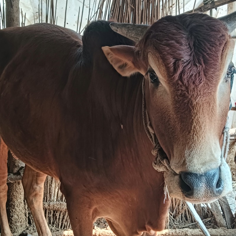 লিটন গরু মোটাতাজাকরণ খামার