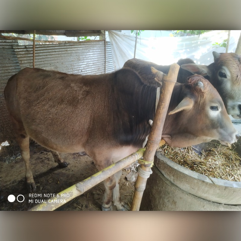 শরিফুল এগ্রো ফার্ম (সদরপুর