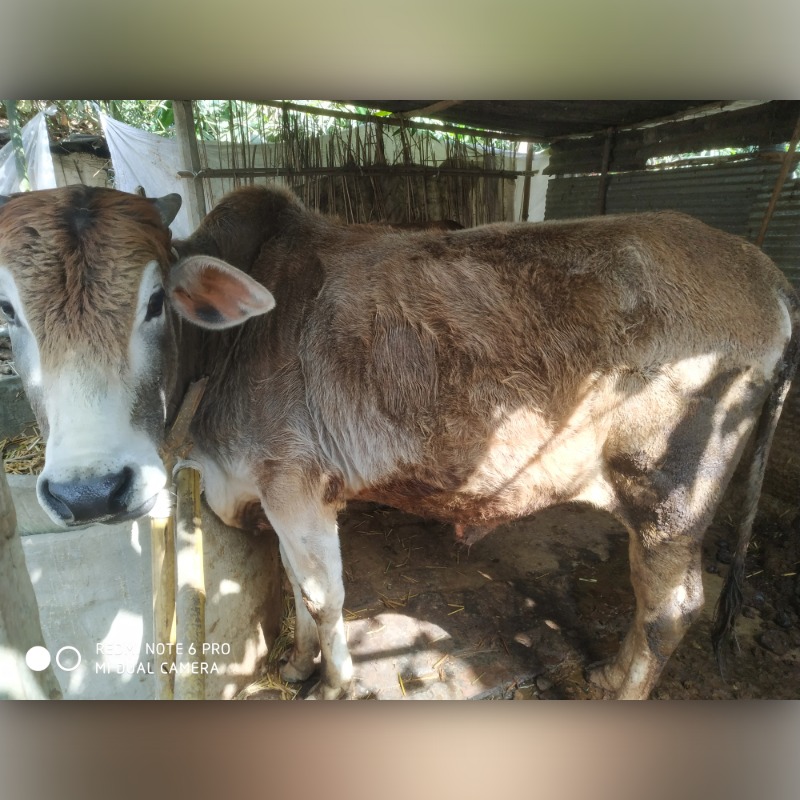 শরিফুল এগ্রো ফার্ম (সদরপুর