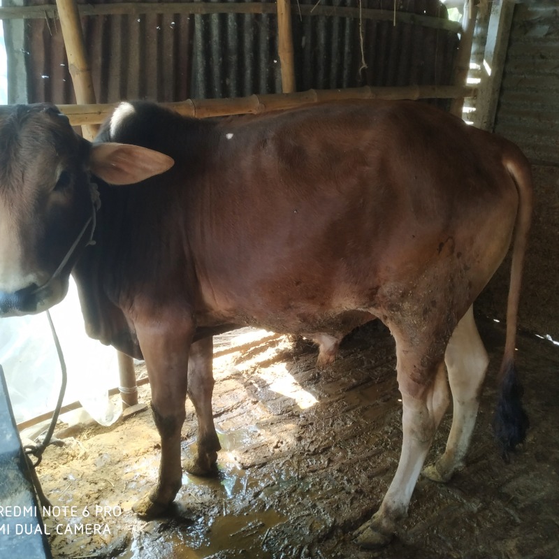 শাহাবুল ক্যাটল ফার্ম (সদরপুর, মিরপুর