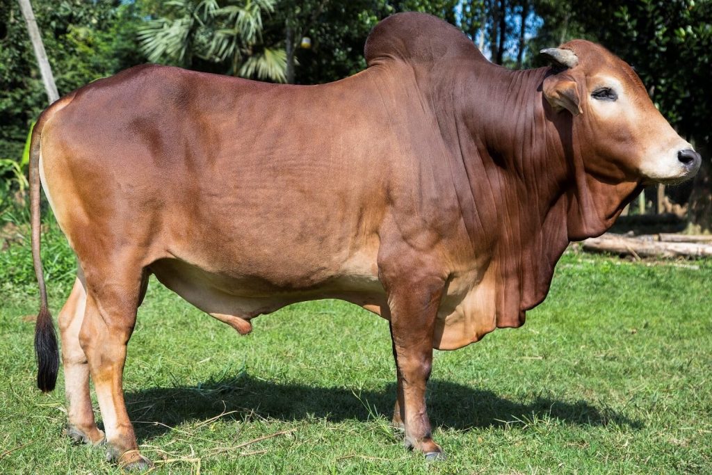 শাহীওয়াল ষাঁড়