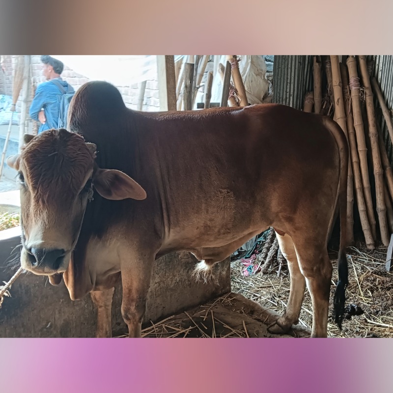 সইরদ্দীন মোটাতাজা গরুর খামার (সদরপুর, মিরপুর, কুষ্টিয়া)