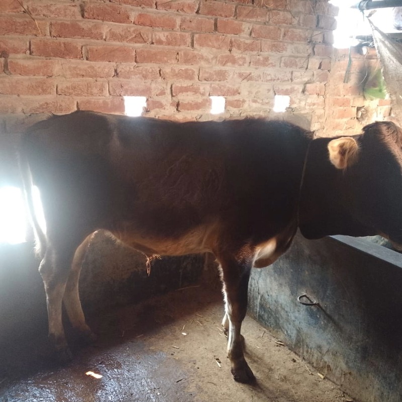 সবুজ মোটাতাজা গরুর খামার