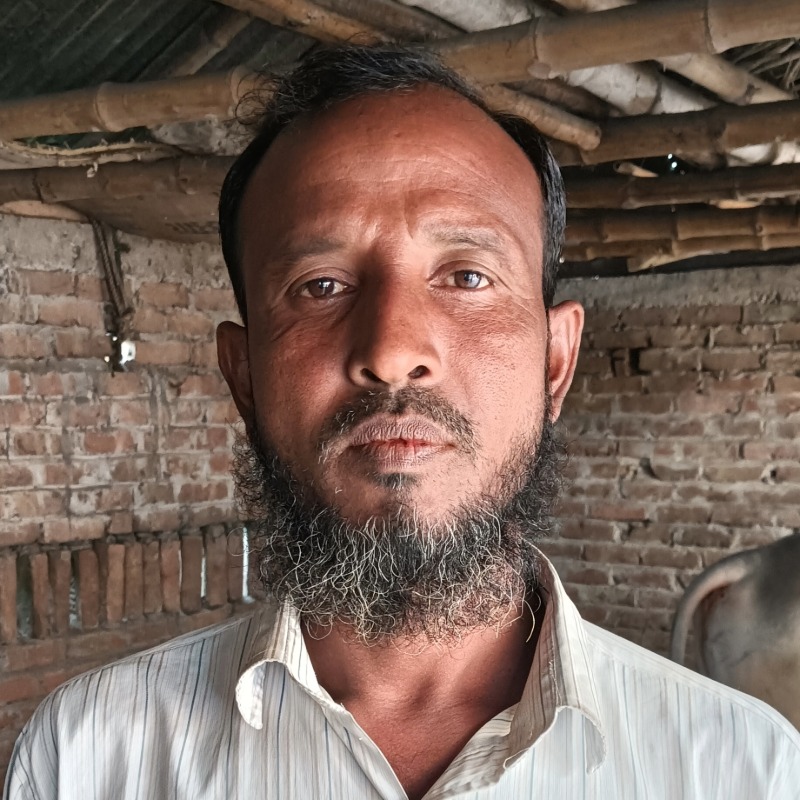 সাইফুল গরু খামার (মালিহাদ, মিরপুর, কুষ্টিয়া)