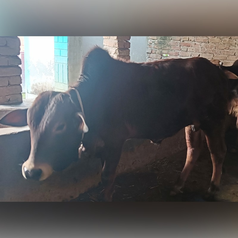 সাইফুল গরু খামার (মালিহাদ