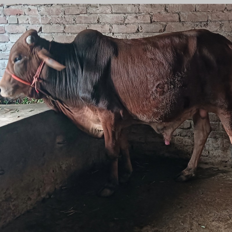 সাইফুল গরু খামার (মালিহাদ