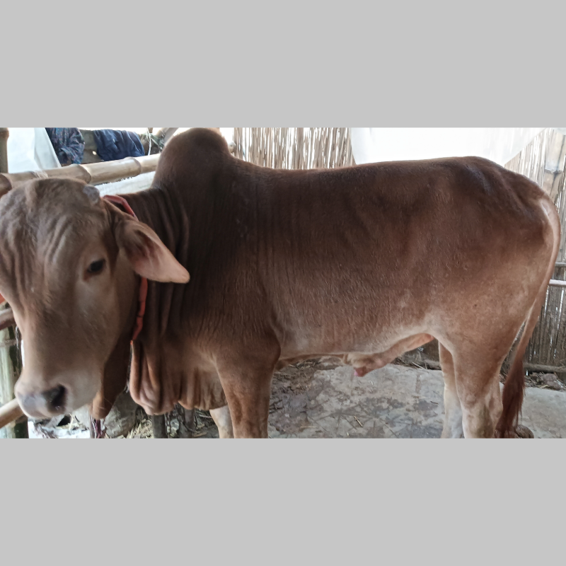 সাইফুল মোটাতাজা গরুর খামার (সদরপুর, মিরপুর, কুষ্টিয়া)