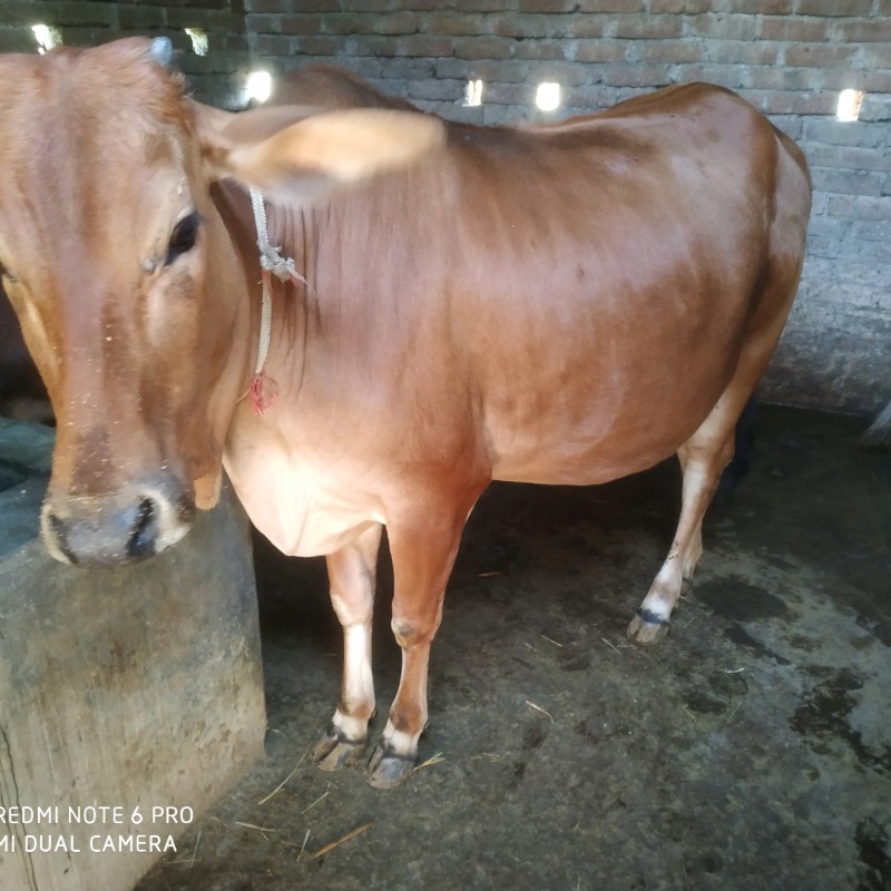 সিজান এগ্রো ফার্ম (সদরপুর