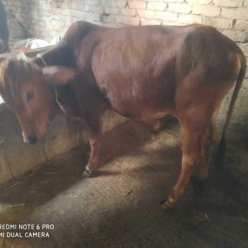 সিজান এগ্রো ফার্ম (সদরপুর