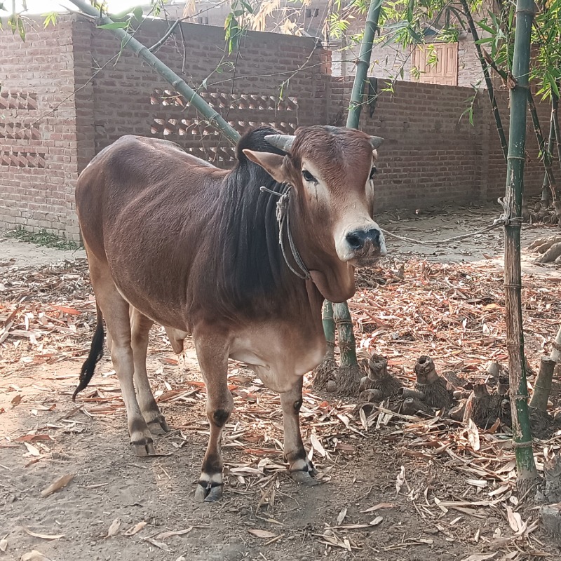 সোহরাব গরু মোটাতাজাকরণ খামার (মালিহাদ, মিরপুর, কুষ্টিয়া)