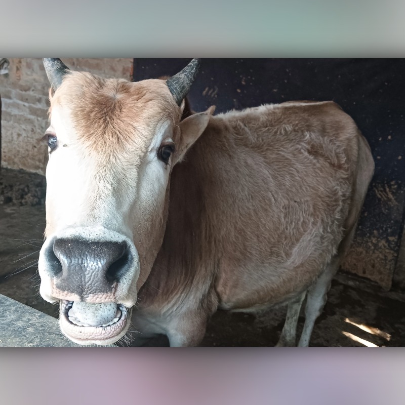 সোহাগ ষাঁড় গরুর খামার (হারদি, আলমডাঙ্গা