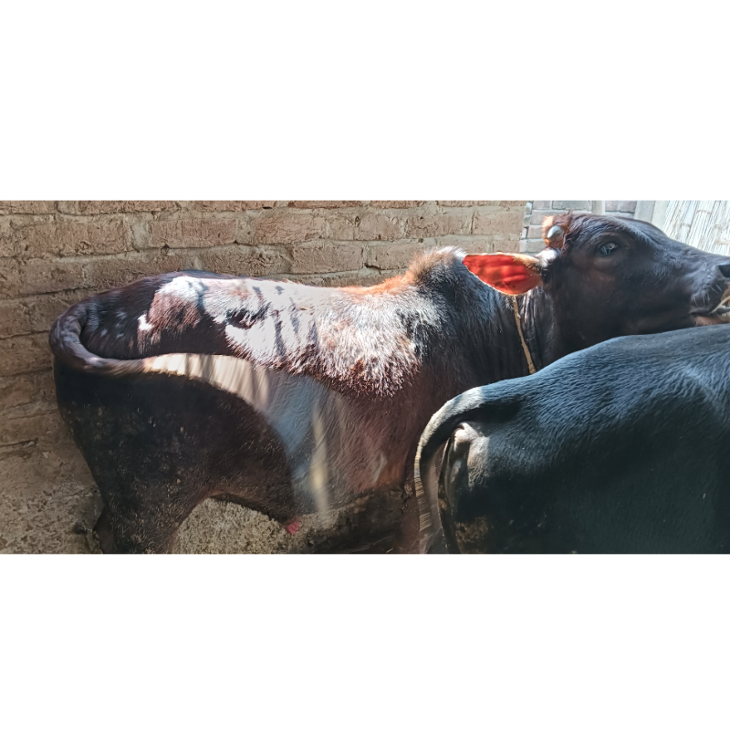 হক সাহেব গরুর খামার (মালিহাদ, মিরপুর