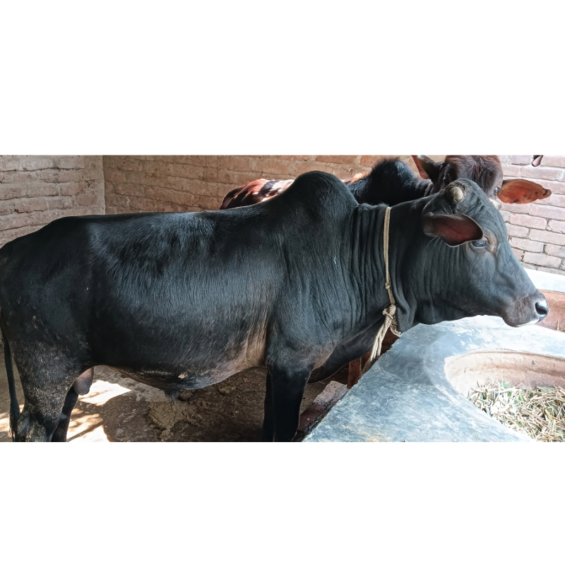 হক সাহেব গরুর খামার (মালিহাদ, মিরপুর