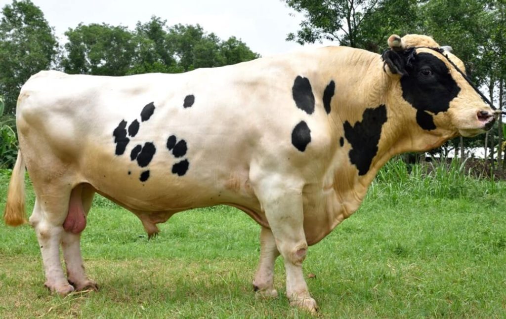 হলস্টিন ফ্রিজিয়ান ষাঁড়