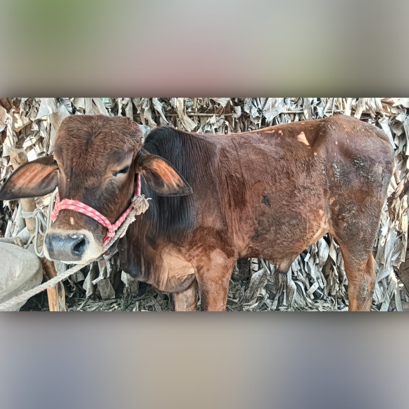 হাফিজ উদ্দিন গরু মোটাতাজাকরণ খামার (মালিহাদ, মিরপুর, কুষ্টিয়া)