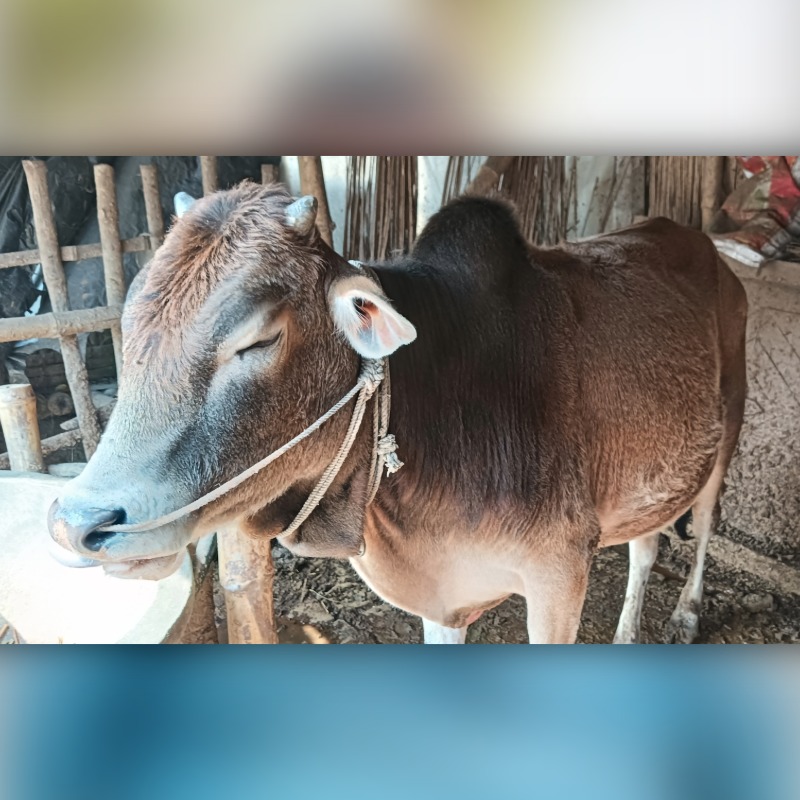 হামিদুর রহমান গরু মোটাতাজাকরণ খামার