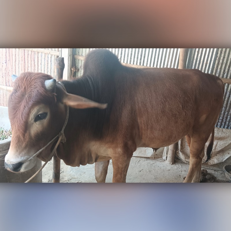 হুসাইন ষাঁড় গরুর খামার (হারদি