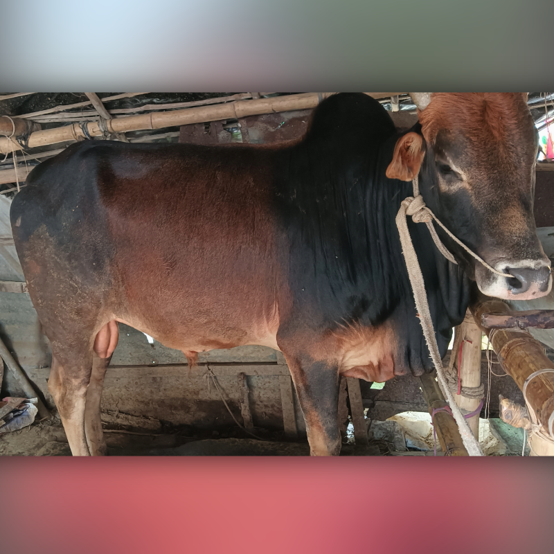 শহিদুল ইসলাম গরুর খামার (সদরপুর