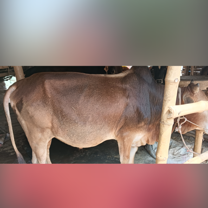 শহিদুল ইসলাম গরুর খামার (সদরপুর